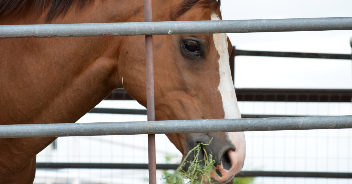 Equine herpes cases identified in New Mexico, including Doña Ana County