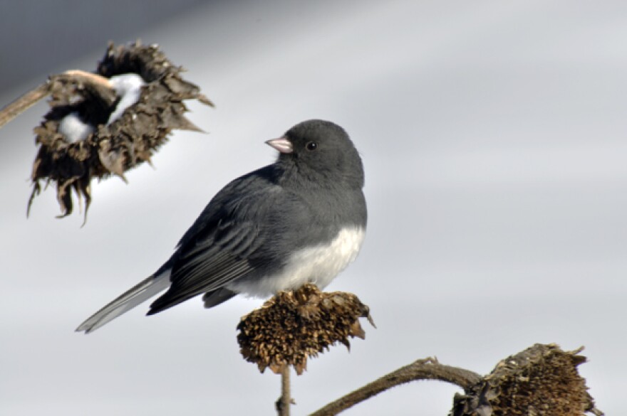 dark-eyed_junco_bs14001_1-4.jpg