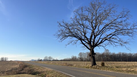 A large tree stands along rural road cutting through open fields 