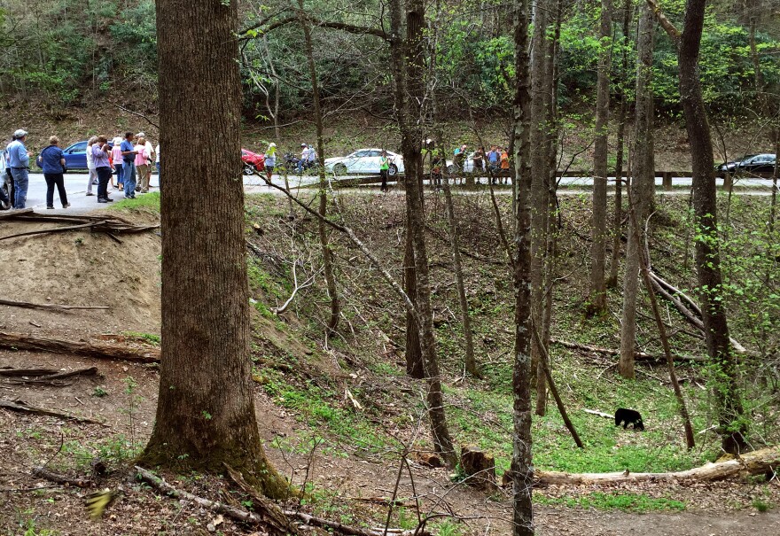 A black bear looks for food by a popular road in the park. Minutes later, a park volunteer comes and scares the bear away. She doesn't want the bear to get used to people, and she doesn't want it to find the garbage and scraps that are often by roads.