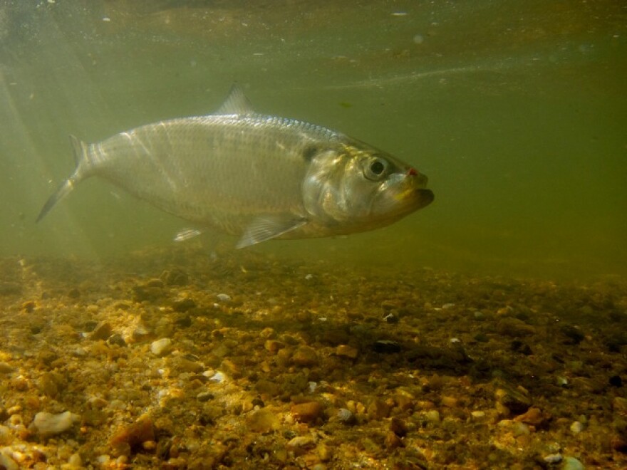maryland_fisheries_service_dnr_0.jpg