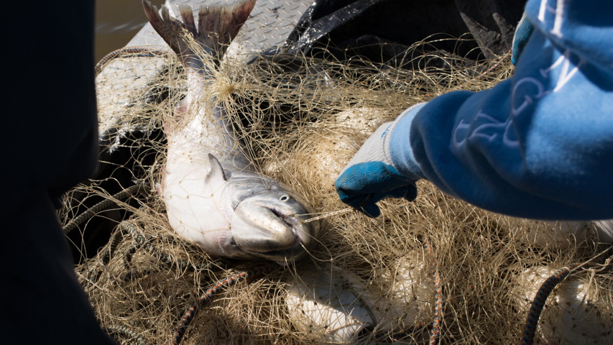 Fish and Game announces Kuskokwim River salmon opening from Aniak to headwaters - Vimarsana News