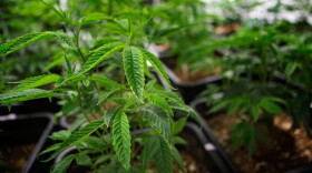Marijuana plants. (Jesse Costa/WBUR)