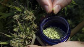 A hemp plant is pollinated in Springfield, Ore., in April 2018. For Texas farmers, growing hemp will present some challenges. One is that it's delicate: Farmers who used pesticides in the past on crops like cotton will need to invest in soil remediation.