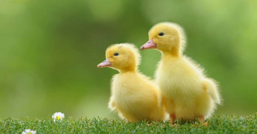 two ducklings
