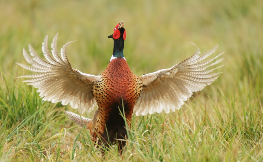 Ring-Necked_Pheasant_co_Steven_Kersting.jpg