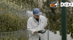 A shot from the "Roots & Reefer" documentary