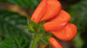 The bright orange flowers of the Ecuadorian cloud forest herb Gasteranthus extinctus, long believed to have gone extinct, light up the forest understory as if begging to be seen. (Riley Fortier)