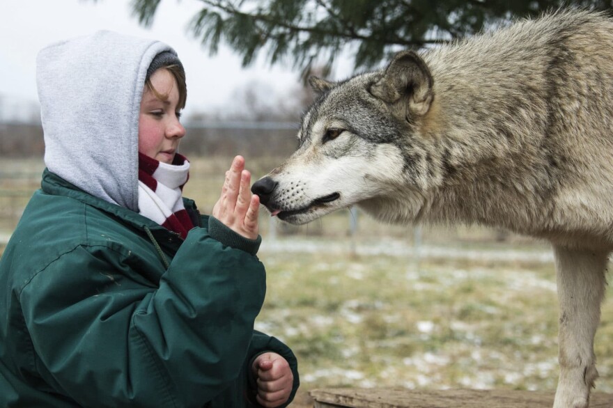 In this December 2018 photo provided by Wolf Park, intern Alexandra Black pets Niko the wolf at Wolf Park in Battle Ground, Ind. The fatal mauling of Black, a zoo intern by a lion that escaped from a locked pen at the Conservators Center in North Carolina, illustrates the need for state regulators to crack down on unaccredited exhibitors of dangerous animals, animal welfare advocates said Monday, Dec. 31. (Monty Sloan/Wolf Park via AP)