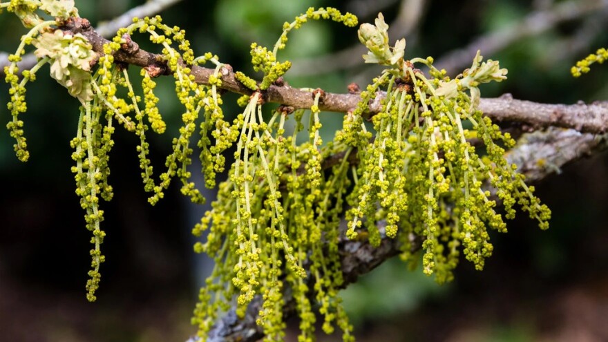 greenish yellow strands of oak pollen on a tree