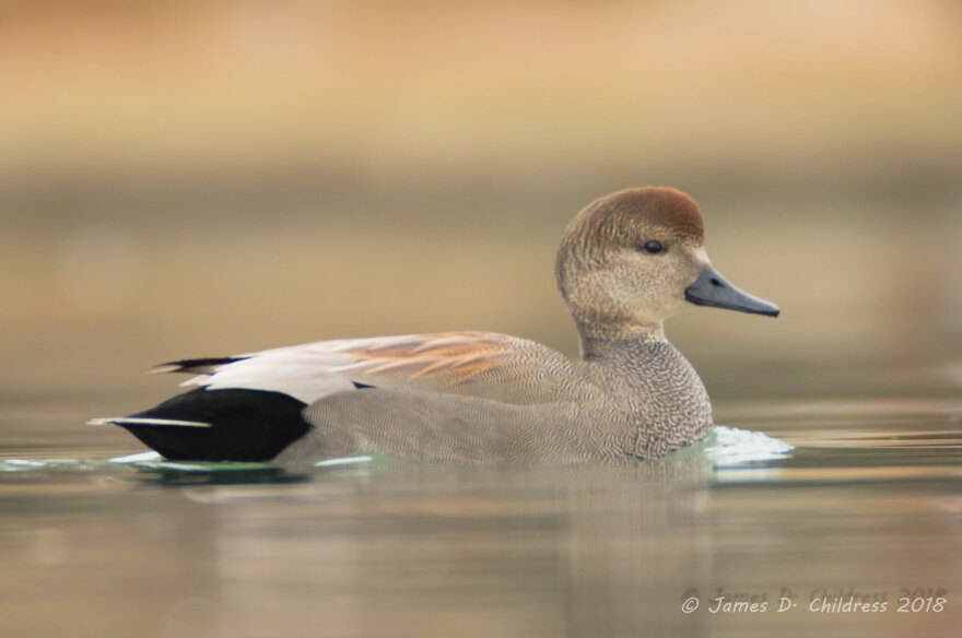 gadwall_by_james_childress.jpg