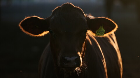 FILE - A calf stands in a pen for inspection for export to the United States at a regional cattle ranchers association in Hermosillo, Mexico, Aug. 18, 2026.