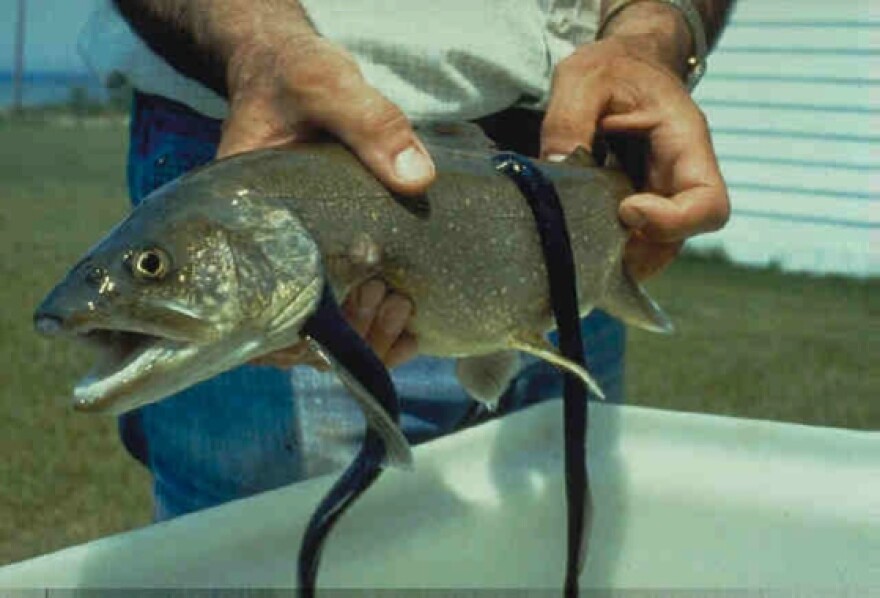 Lamprey are parasites that attach to fish. Photo courtesy of Michigan.gov