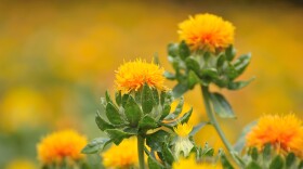Safflower plants. Stock photo.