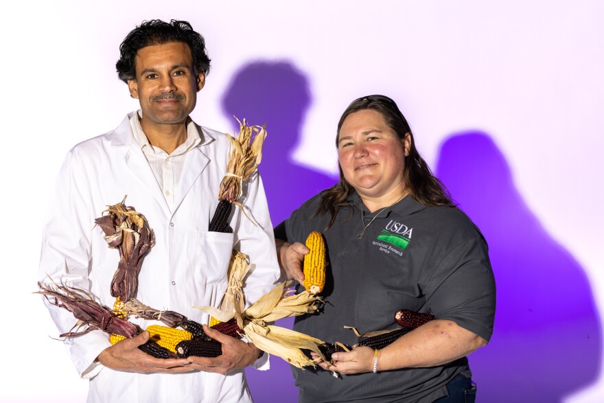 Assistant Professor Pavel Somavat and Sherry Flint-Garcia, a research geneticist at the U.S. Department of Agriculture’s Agriculture Research Service, are working together to study, create and adapt dozens of varieties of colored corn for Missouri growing conditions.