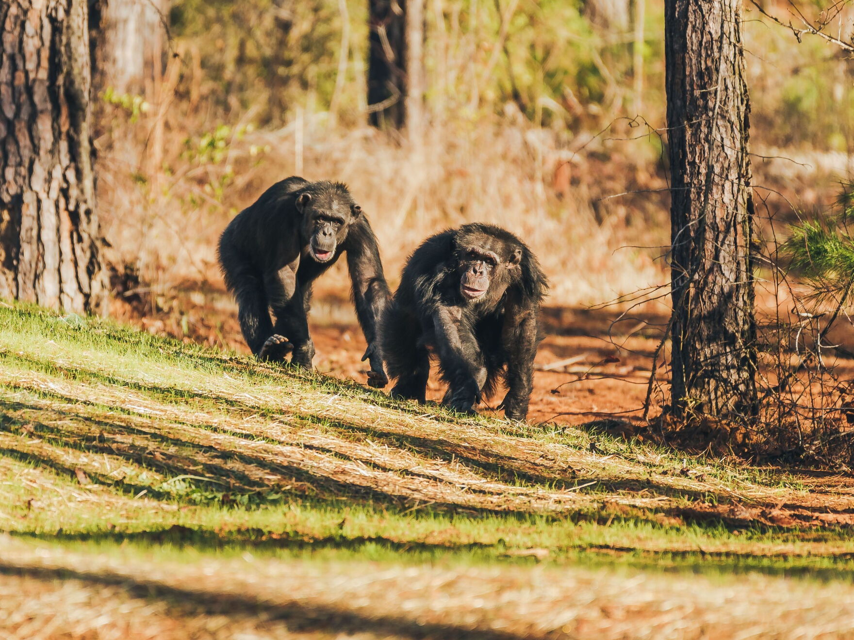 Chimp Con The NIH is 'largely finished' moving its former research chimps to a ...