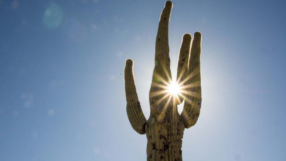 Phoenix is already hot. How much more extreme will climate change make it?