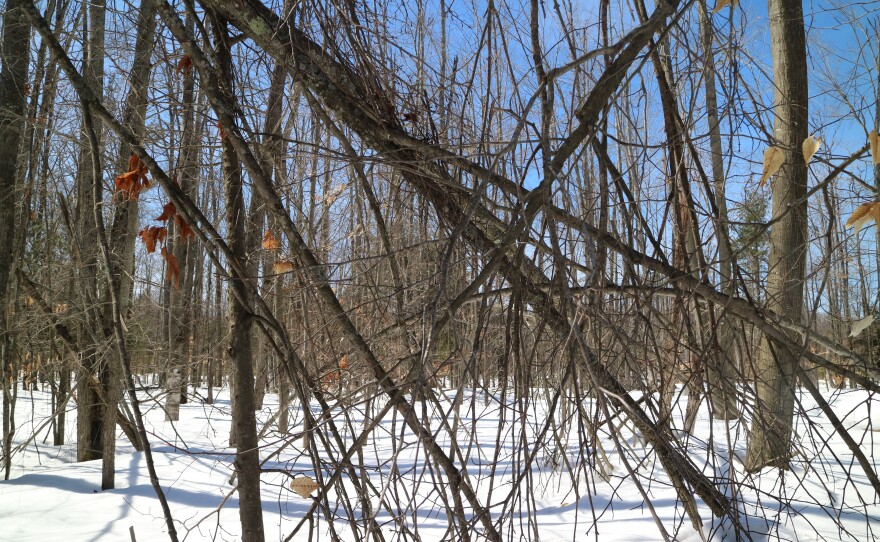 Fallen limbs pile on top of each other at Hearts Pasture Farm in Alanson, MI, one year after Ice Storm. 