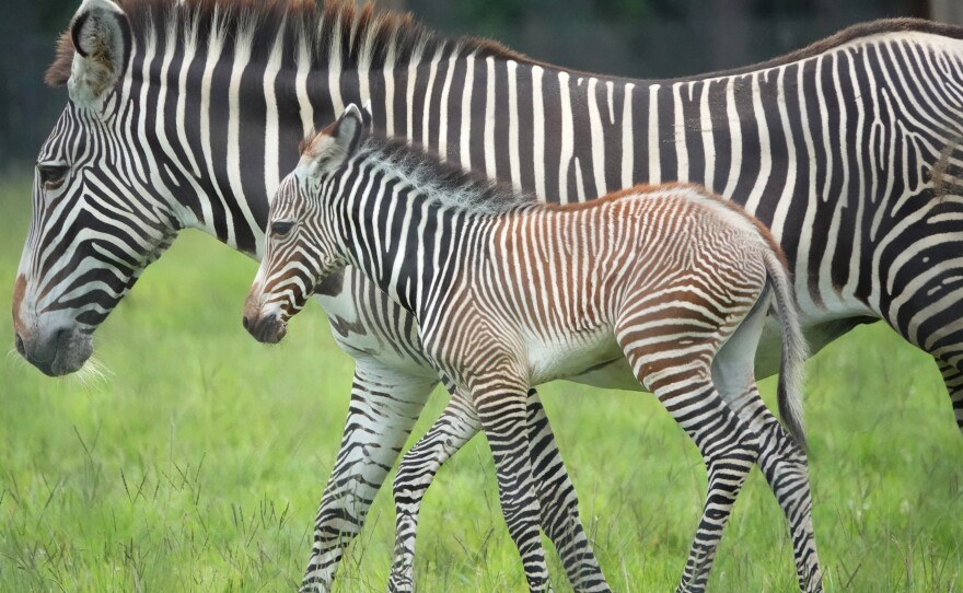 A Grevy's zebra mother and her foal.