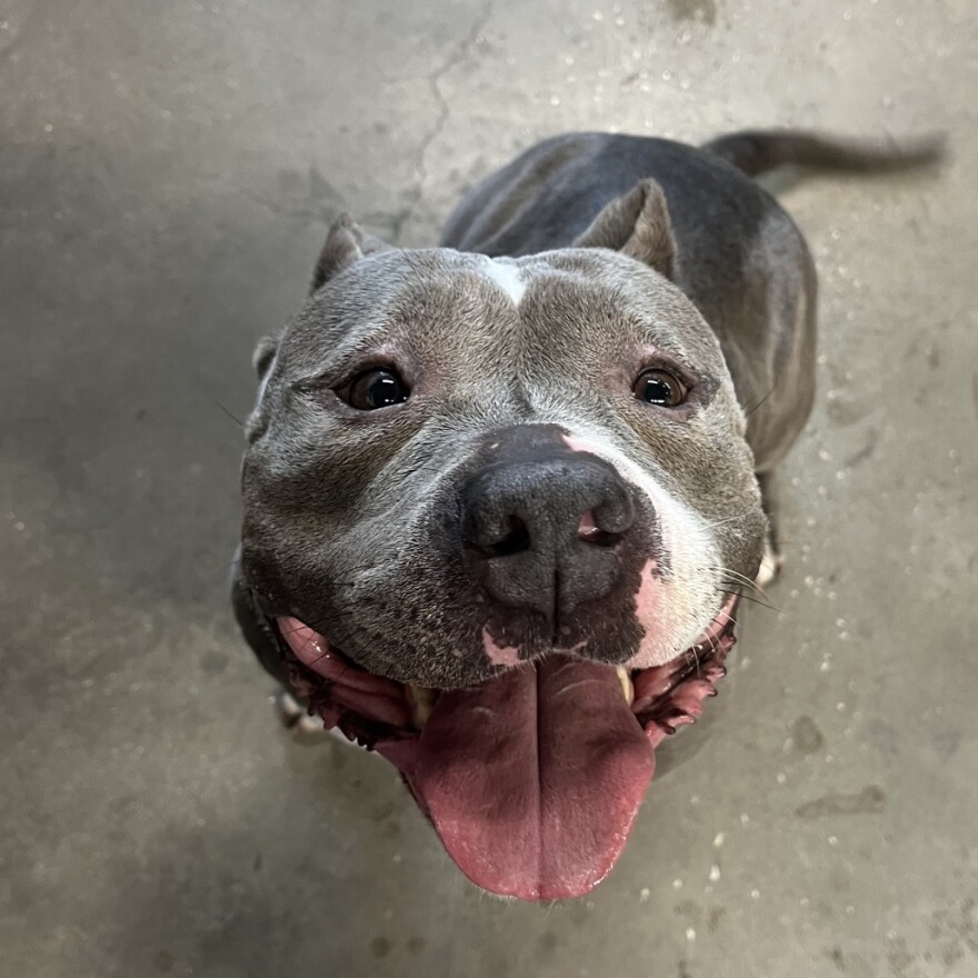 A brown dog smiles at the camera