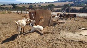 Goats in the sacrifice paddock