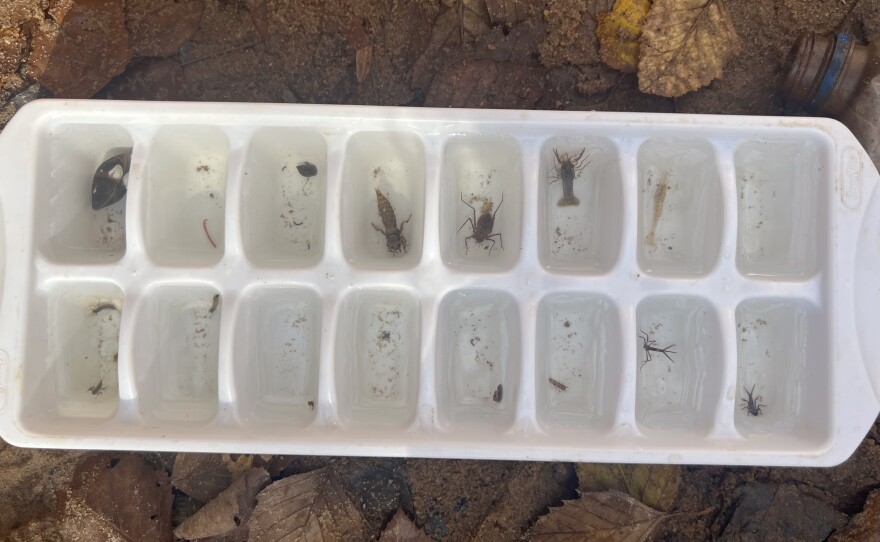 Volunteers found these macroinvertebrates in New Hope Creek in Durham on November 8, 2025. Some of these small organisms are more tolerant to pollution, while others are more sensitive. Depending on which ones volunteers find, that helps determine how healthy or polluted the water is.