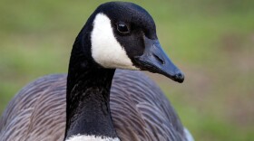 A Canada Goose. The species has made a comeback from next extiction a half century ago.
