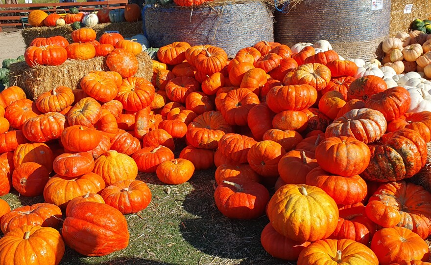 Cinnamon Girl pumpkins from which Fr. Ian made pie.