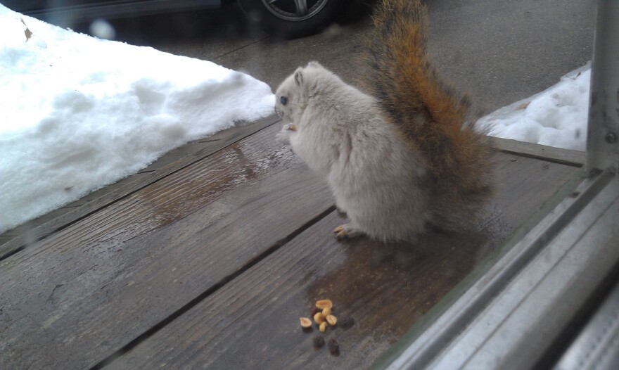 a white colored squirrel with a cinnamon tail sits on a deck outside a glass door eating peanuts