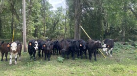 Cows graze at Heart of Florida Farms in Alachua. (Bianca Papa/WUFT News)