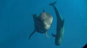 Short-finned pilot whales, a type of dolphin found in Hawaiʻi, are being targeted by ocean pollution.