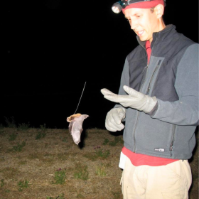 USGS biologist Paul Cryan releases a bat carrying a miniature radio transmitter. Researchers are increasingly turning to high-tech methods to try to learn more about the mysterious lives of bats.