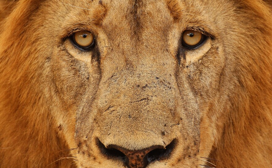 U.S. Fish and Wildlife Service is currently considering adding the African lion to its endangered species list.