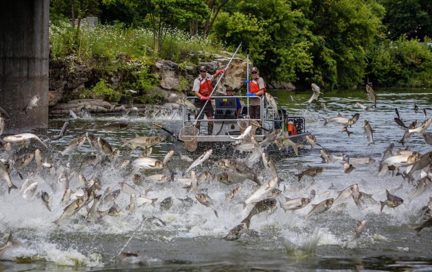 Asian carp have been slowly migrating into Tennessee's rivers over the past few decades.