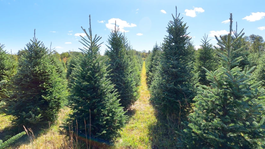 “The biggest influence drought has on Christmas trees is the quantity of trees that may be on the market in future years,” said Kansas Forestor David Bruton.