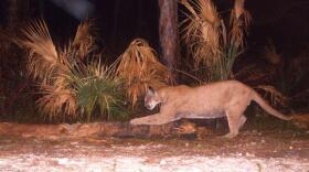 An endangered Florida panther scratching at a tree in the Florida Panther National Wildlife Refuge. 