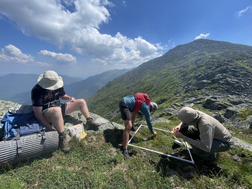 Appalachian Mountain Club researchers conduct a survey of the alpine plant species diversity in a designated 1x1m plot while also collecting leaf tissue to assess leaf traits and to extract DNA for genetic analyses.