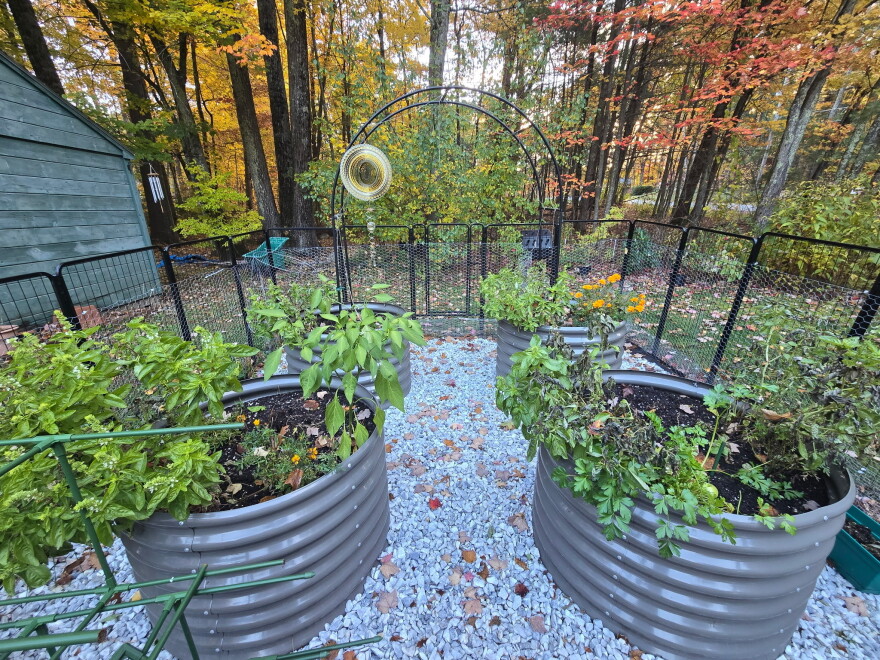 A fall NH garden.