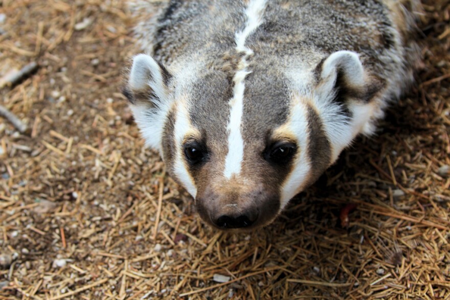 The Elusive American Badger Iowa Public Radio