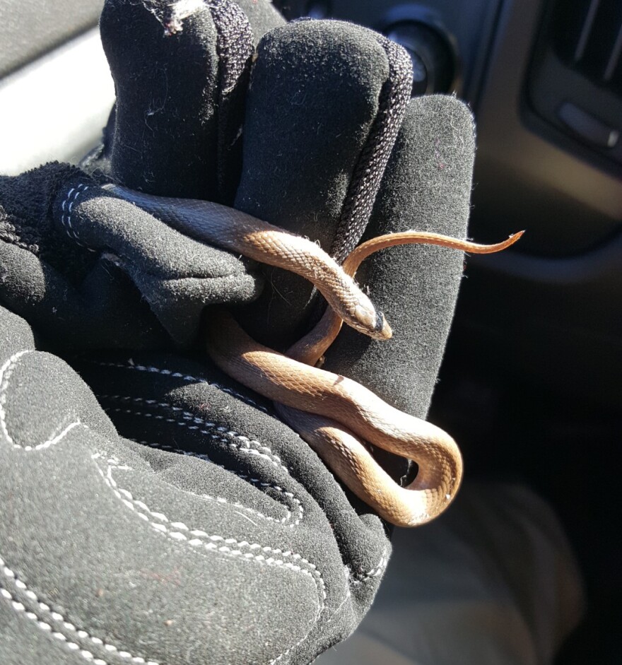 A gloved hand holding a rough earth snake.