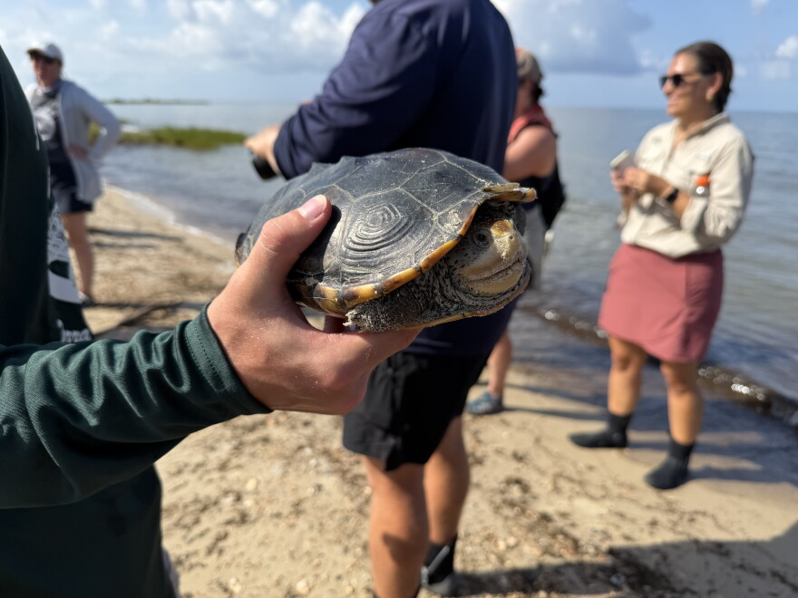 A student from the Dauphin Island Sea Lab holds an adult diamondback terrapin in its hand after discovering a nest on the shore of Coffee Island.