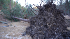 The image shows a downed tree in Custer State Park, where thousands of trees fell over during the historic Dec. 17-18 windstorm.