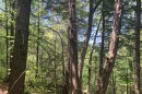 Senior forester Brian Milakovsky looks up at a stand of old hemlock preserved under a new program from the New England Forestry Foundation.