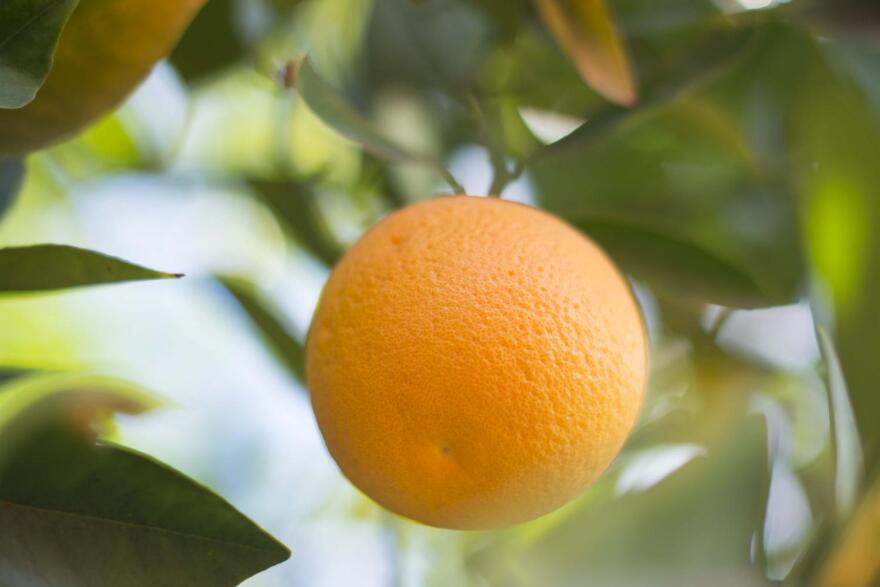orange tree