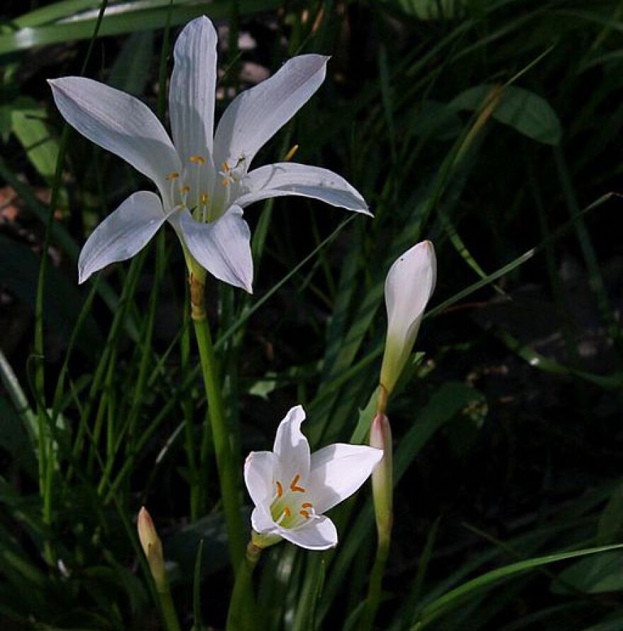 Atamasco Lily (Rain Lily), Badin Upland Swamp, Uwharrie National Forest, North Carolina.