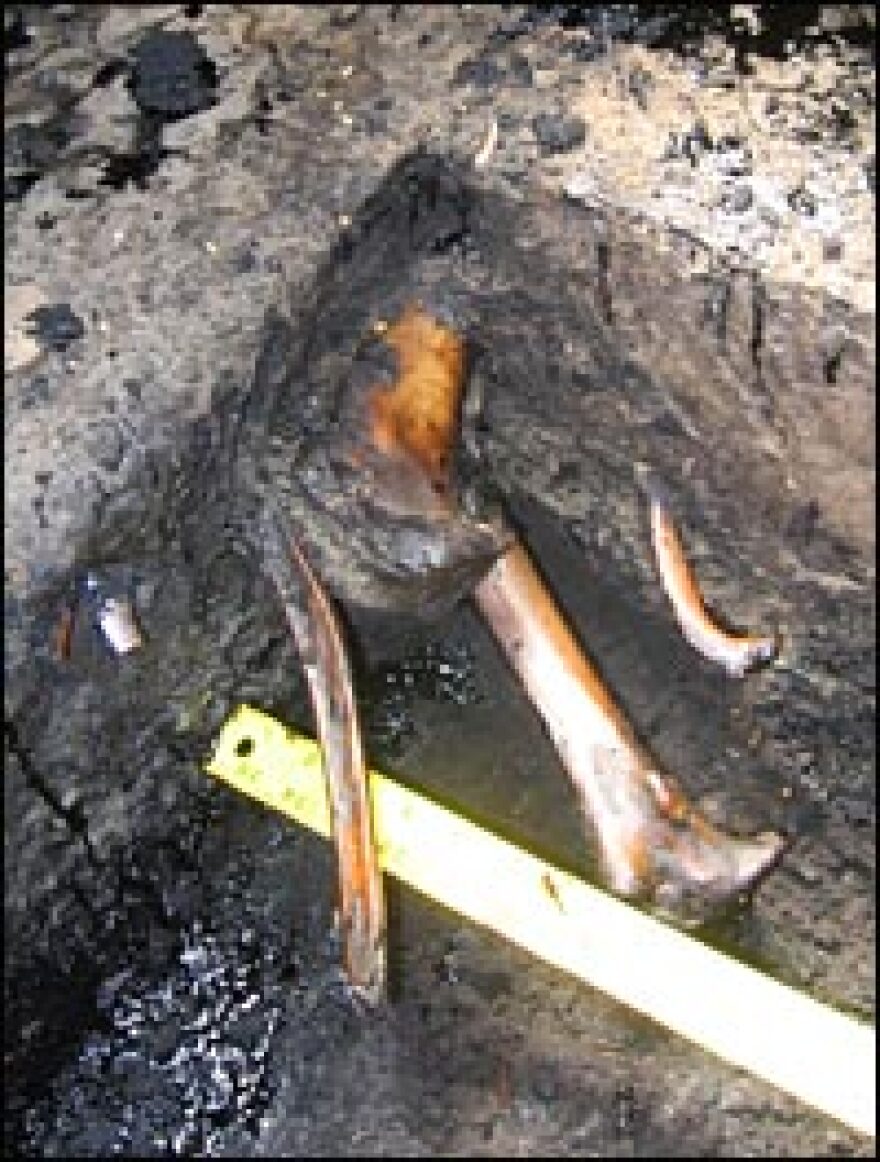 Bones from several different Ice Age species poke out from a single plot of hardened tar at the bottom of Pit 91, with a tape measure to give them scale.