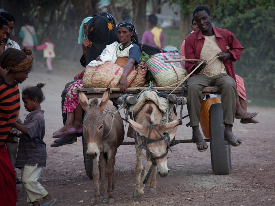 Donkeys in Ethiopia are often overworked, neglected and abused.