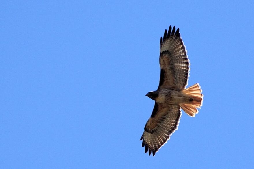 red-tailed-hawk