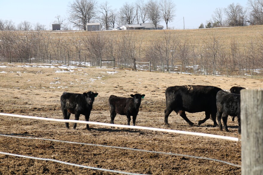 Cattle at the University of Kentucky Research and Education Center in Princeton have needed to stay well feed in cold, wet, winter weather. Some of these cows had calves in the fall that still rely on their mother's milk, which increases calorie demand.