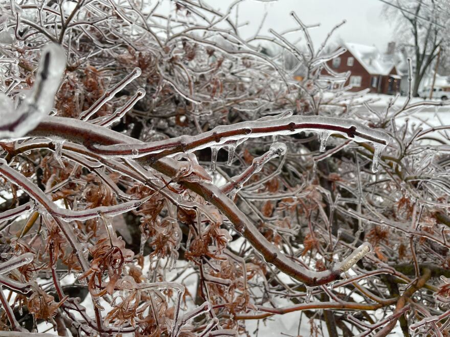 Ice coats a bush in Bowling Green, Kentucky in the late January winter storm. 